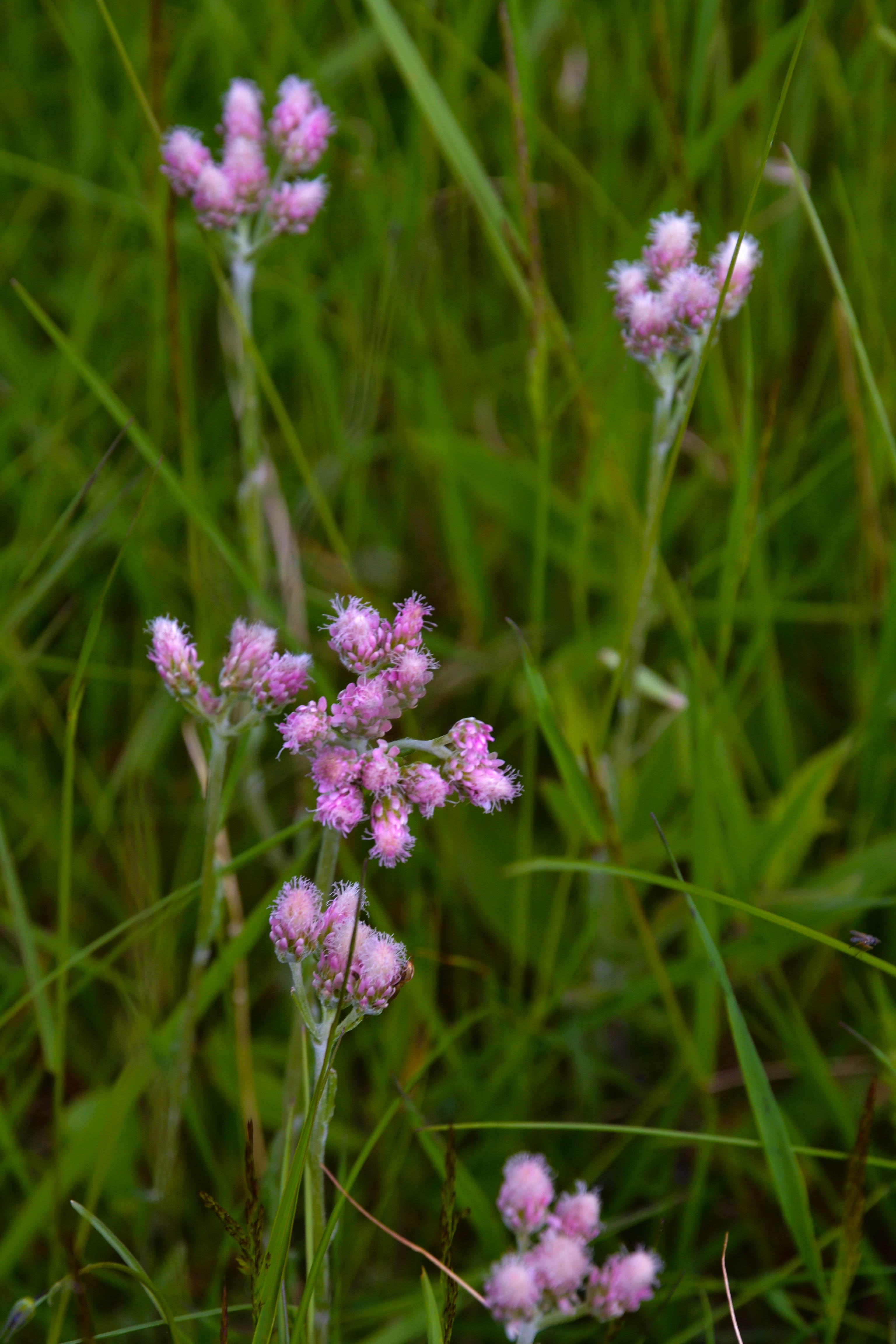 Kissankäpälä